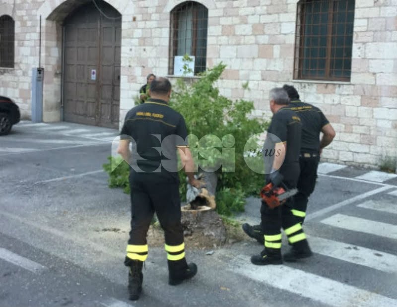 Incendi e piante pericolanti: pompieri di Assisi in azione