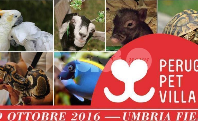 Perugia Pet Village 2016, tanti appuntamenti a Bastia Umbra