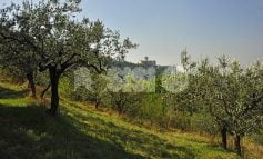 La fascia olivata Assisi-Spoleto candidata a Luogo del Cuore 2022