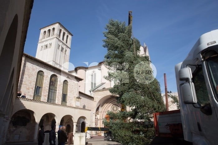 Sarà acceso l'8 dicembre l'albero di Natale della Basilica di San Francesco