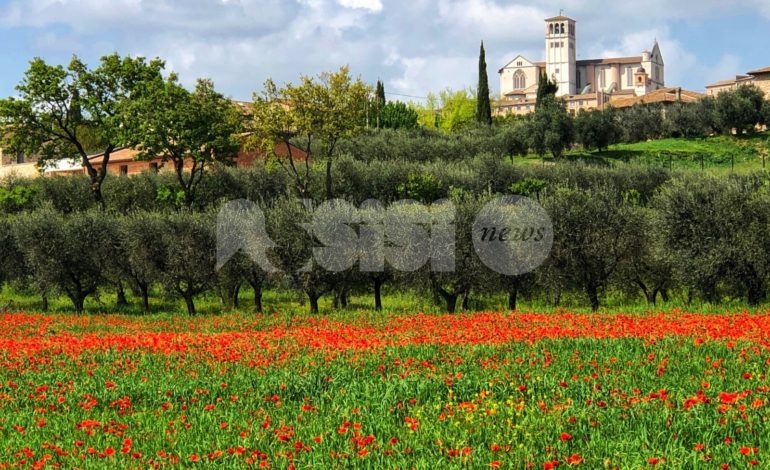 Papaveri rossi, ad Assisi il campo è una meraviglia: le foto