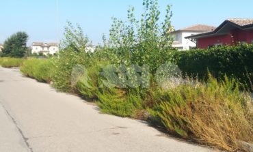 Campo Grande a Petrignano, la vegetazione la fa da padrona (foto)