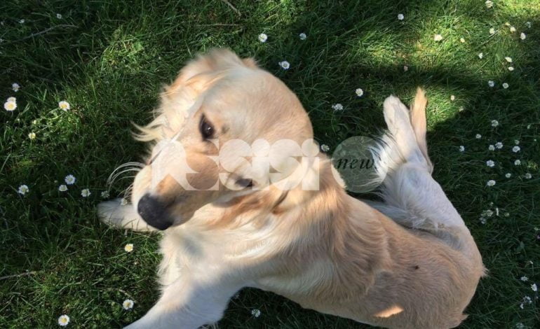 Cane rubato ad Assisi ritrovato a Ravenna: salvato da Facebook