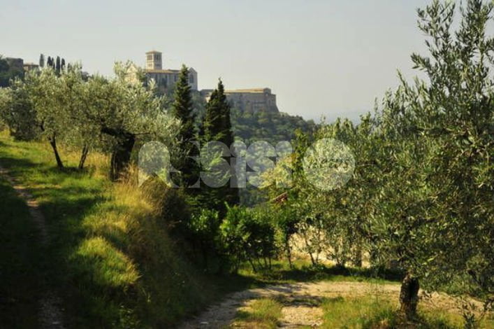 La Festa dei Boschi 2017 parte da Assisi: il programma dettagliato della rassegna