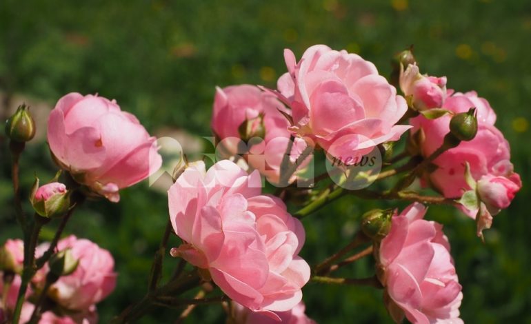 Fiera floro-vivaistica Le Rose per Dono 2017, origini e programma