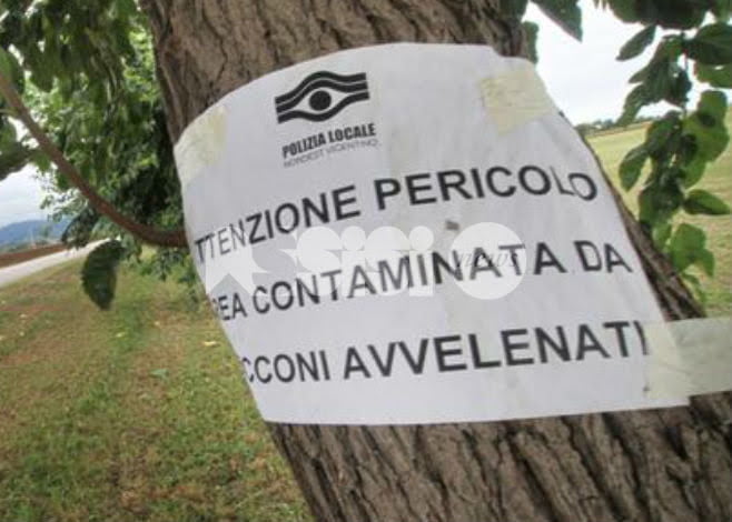 Bocconi avvelenati segnalati a Tordibetto di Assisi: indaga la Municipale