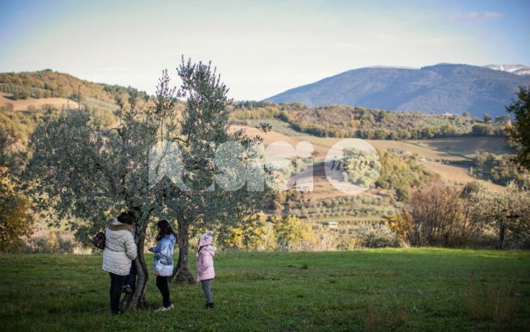 Frantoi Aperti 2017 in Umbria: l’olio extravergine dop protagonista
