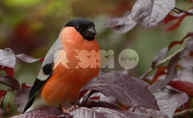 Birdgardening, al Bosco di San Francesco si parla di giardini per gli uccelli