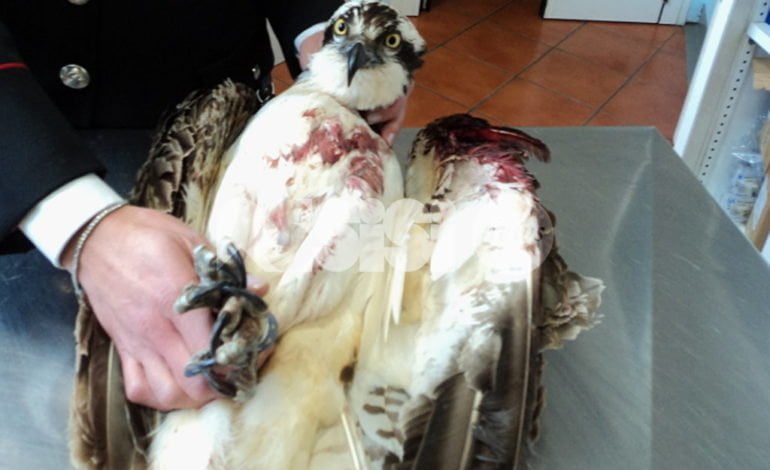 Falco pescatore ferito a un’ala: salvato dai Carabinieri forestali di Assisi