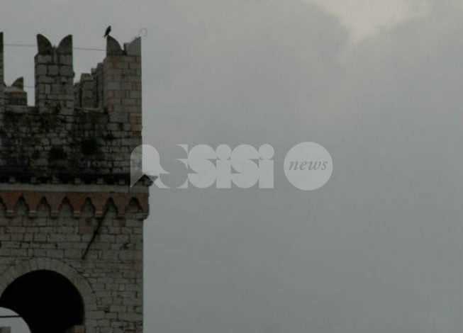 I falconi pellegrini sono tornati ad Assisi: la gioia dei cittadini