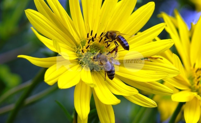 Al Bosco di San Francesco va in scena Il fantastico mondo delle api