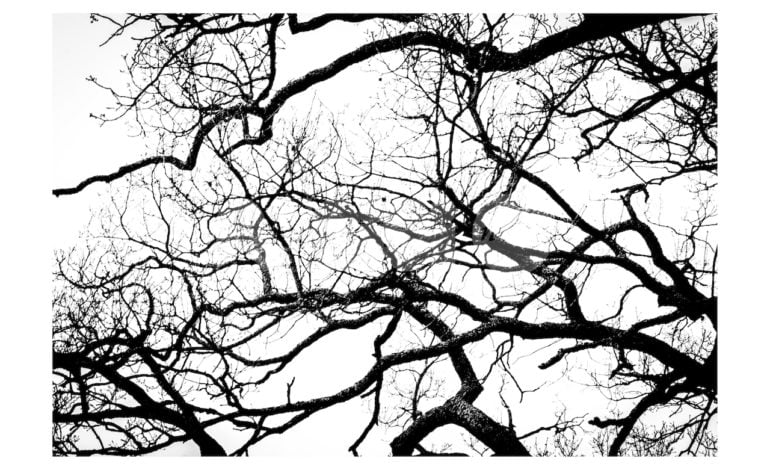 Un albero ascolta, ad Alberi di maggio la mostra fotografica di Andrea Cova