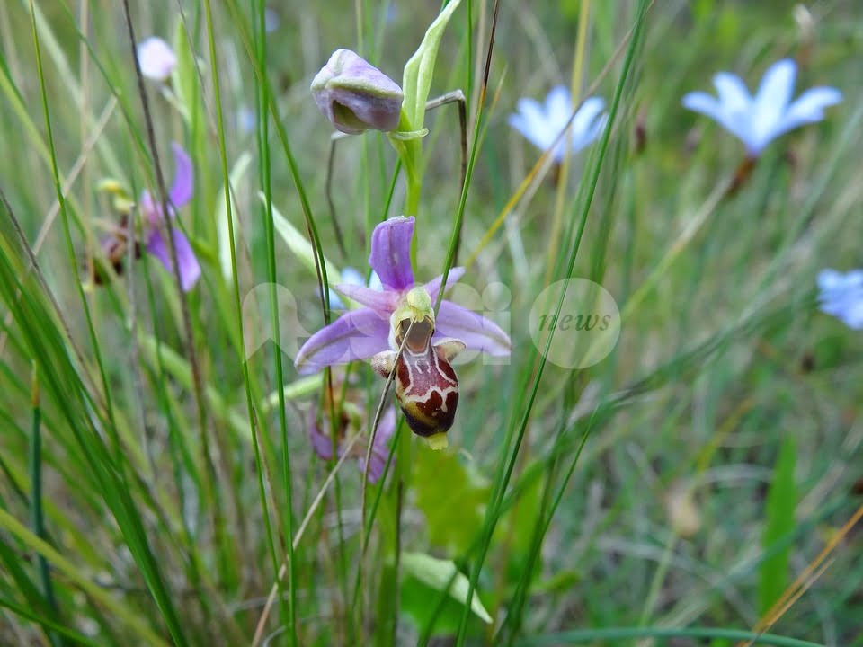 A Spello una due giorni sulle orchidee spontanee del Monte Subasio