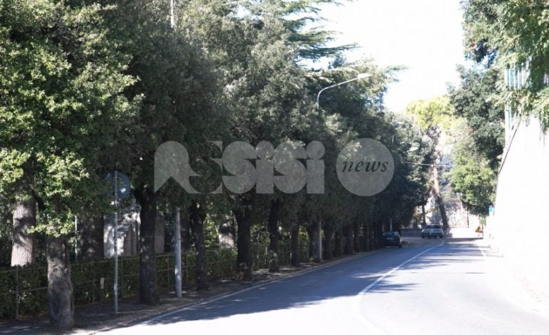 Centomila euro per gli alberi di Assisi: serviranno per potature e censimento