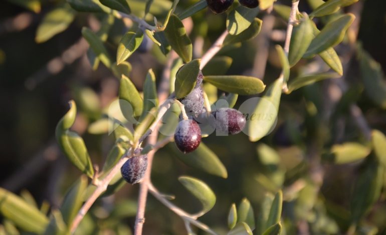 Torna il corso di potatura dell’olivo 2019: il programma delle lezioni