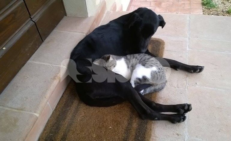 Cane avvelenato a Limigiano, salvato dalla proprietaria veterinaria