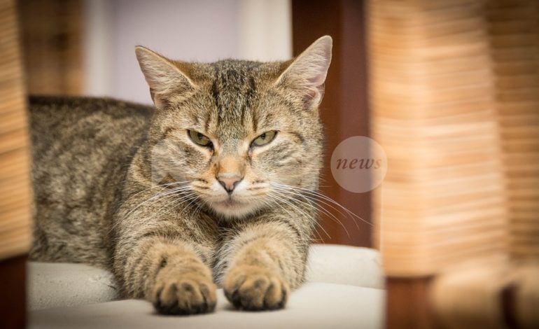 Festa nazionale del gatto 2019: le foto degli amici felini dei lettori di AssisiNews!