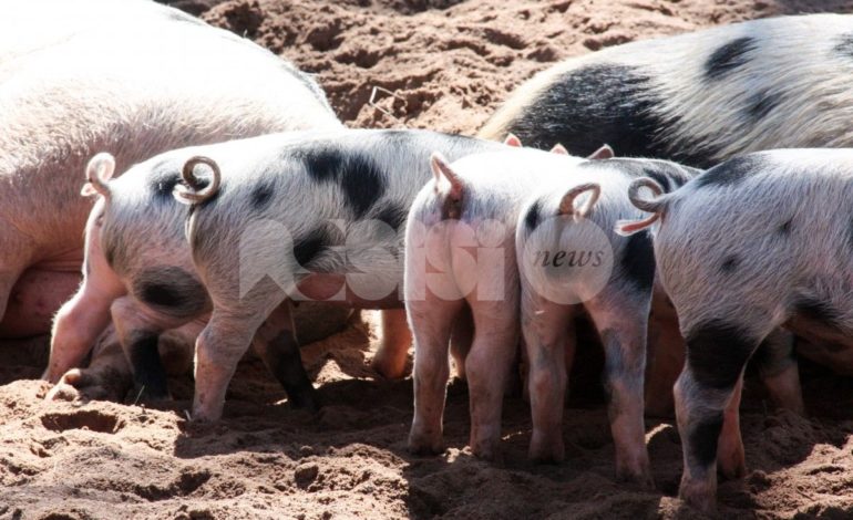 Cannara, oltre cento maiali rispediti in Polonia: non erano identificati correttamente
