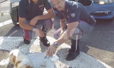 La Polizia Stradale di Perugia salva un cagnolino lungo la E45 (foto)