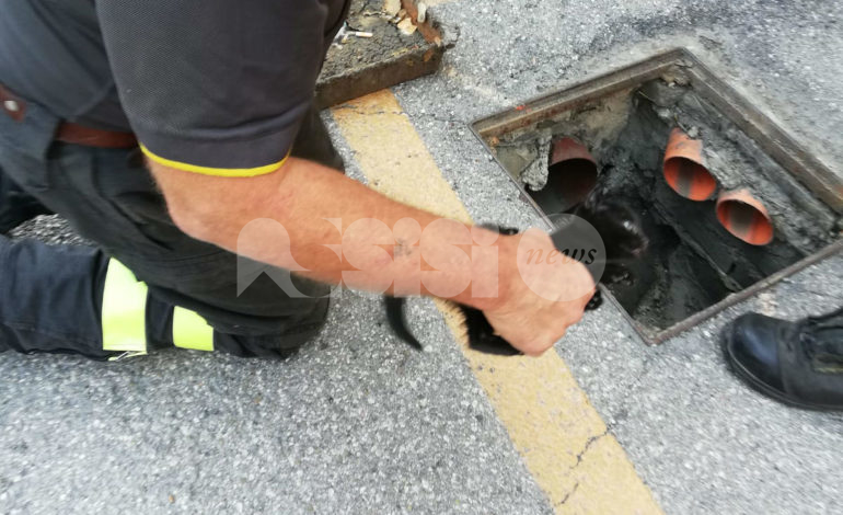 Gatto salvato dai vigili del fuoco: era incastrato in una canalina