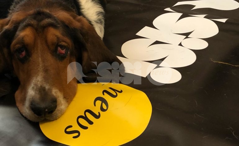 Giornata Internazionale del Cane 2019, auguri agli amici a quattro zampe