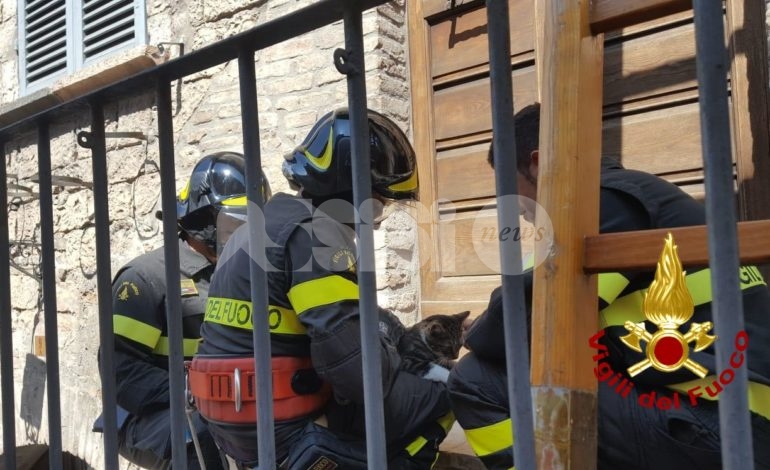 Gatto salvato dai pompieri ad Assisi, era su un cornicione (foto)