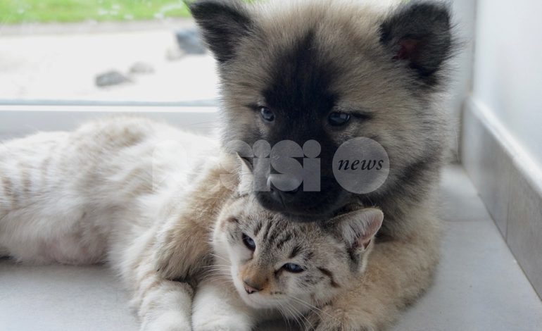 Umbria Pet 2019, a Bastia Umbra protagonisti cani e gatti