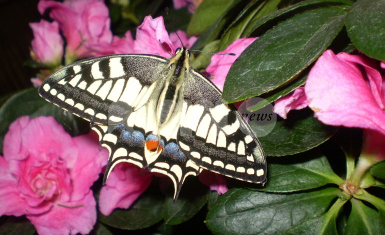 Le farfalle e la fauna del Subasio alla Società Fortini il 4 e 6 ottobre