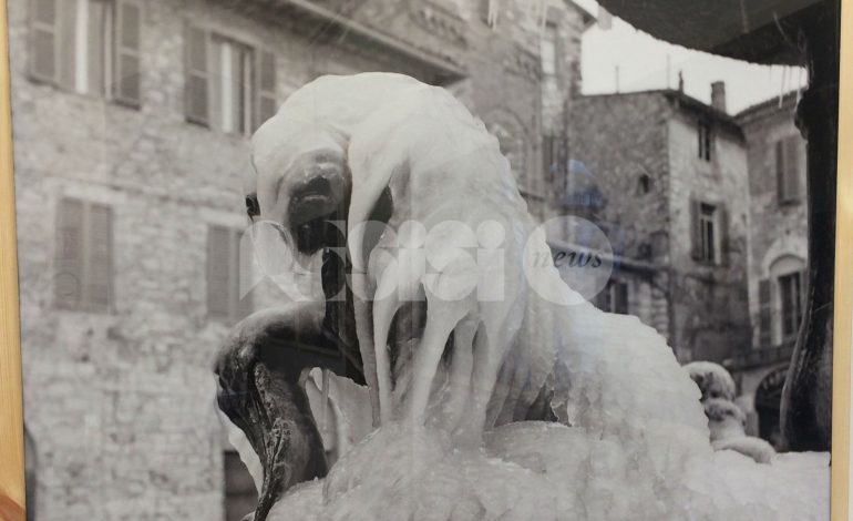 Il Leone d’inverno, le foto di Angelo Lunghi in mostra ad Assisi