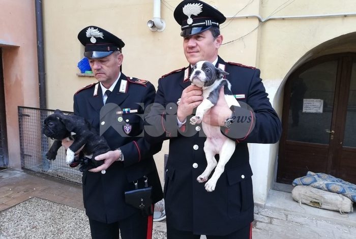 Cuccioli di Bouledogue francese illegalmente importati, una persona nei guai