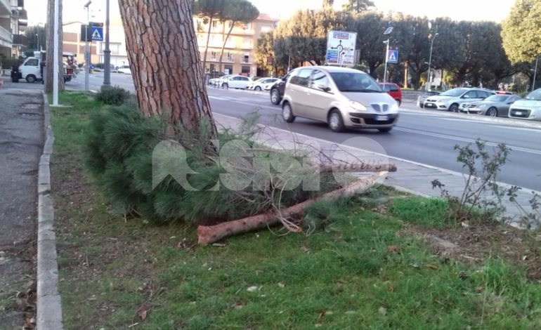 Ramo di un pino cade in via Los Angeles, tanta paura e nessun danno