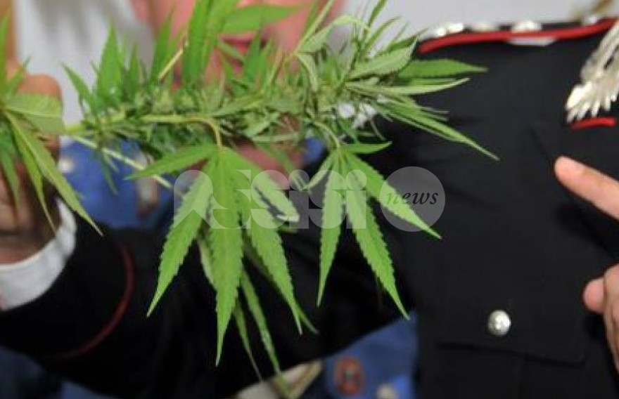 Piantagione di cannabis a Valfabbrica, tre ragazzi denunciati