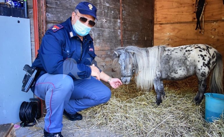 Pony rubata ad agosto a Vicenza, la Polizia lo ritrova ad Assisi (foto)