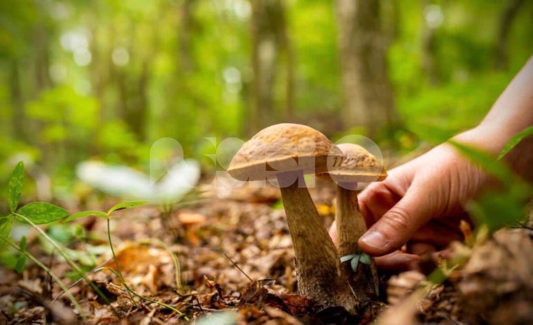 Raccogliere funghi in sicurezza: i consigli del Sasu per non trovarsi in difficoltà