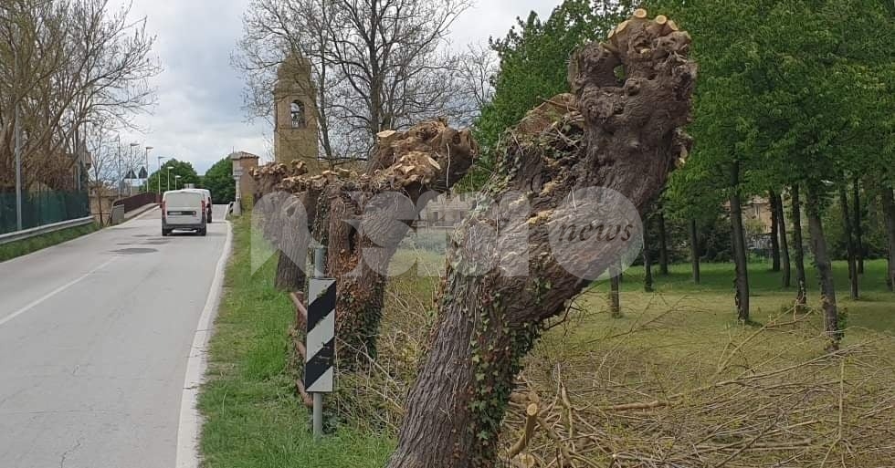 Potature selvagge: alberi 'capitozzati' a Petrignano d'Assisi