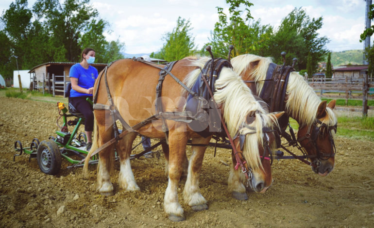 Cavalli collaboratori, la replica di Eponalia: “Il benessere degli animali ci sta a cuore”