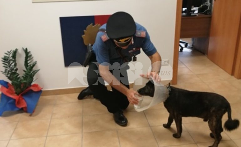 Scappa di casa dopo le cure, cane meticcio accudito e salvato dai carabinieri (foto)