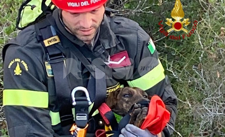 Cane salvato da Saf e pompieri di Assisi a San Vetturino (foto)