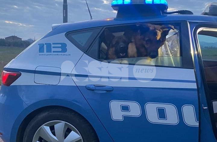 Cani pastore tedesco ancora in fuga: la polizia li rintraccia al… supermercato!