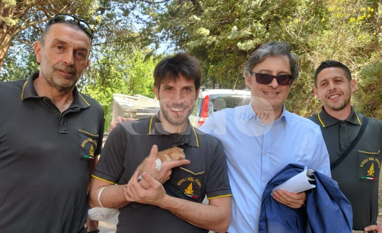 Gattino rosso salvato dai pompieri con doppio lieto fine: è stato adottato (foto)