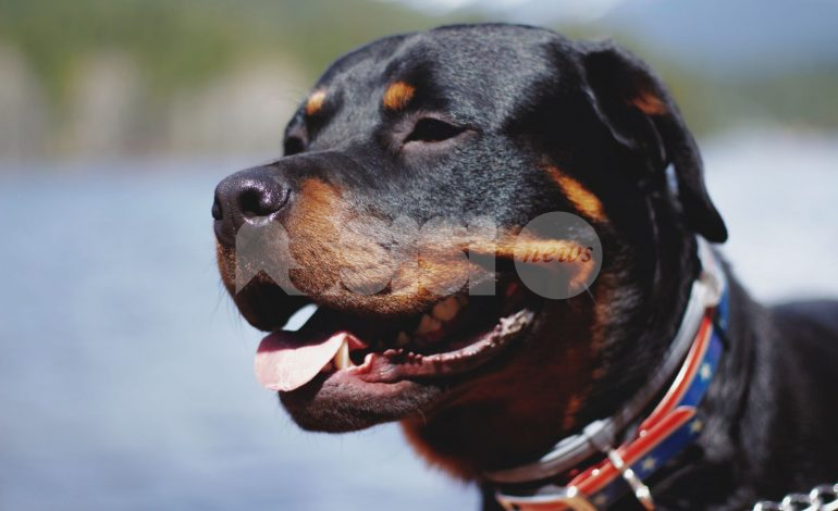 Rottweiler libero e senza museruola spaventa la vicina: sanzionato il proprietario