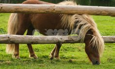 Vendono pony per seimila euro e poi spariscono: denunciati in due