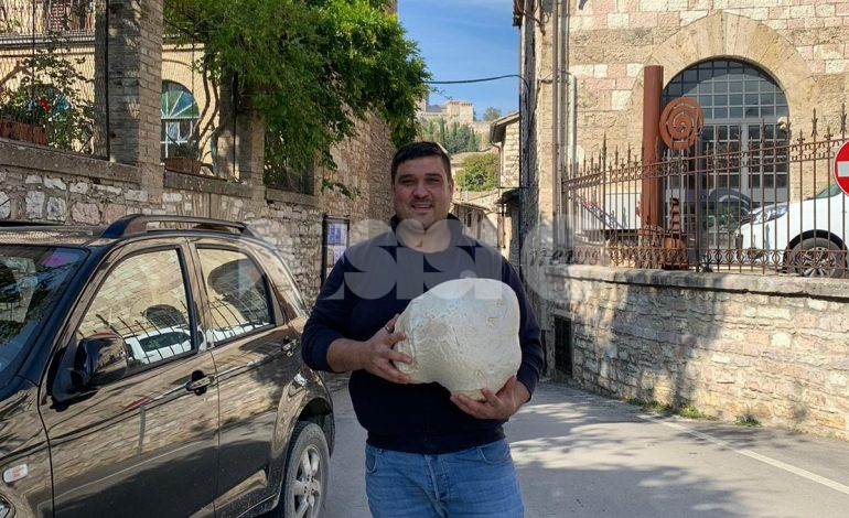 Fungo da record a Porziano di Assisi: Emanuele Calisti trova un lycoperdon maximum da 7.3 kg (foto)