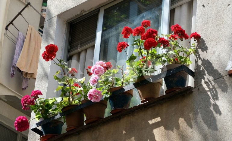 Infiorate e balconi fioriti 2023, tornano i concorsi per rendere Assisi più bella